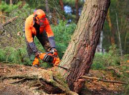 Best Lawn Maintenance Plans  in Seabrook Farms, NJ