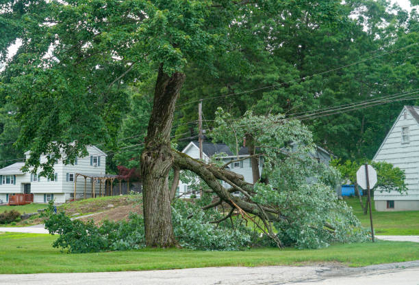 Seabrook Farms, NJ Tree Removal Company