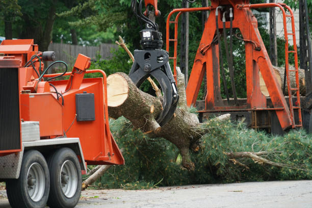  Seabrook Farms, NJ Tree Removal Pros