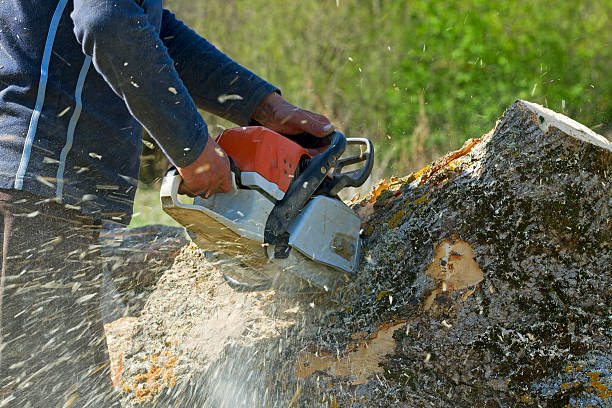 How Our Tree Care Process Works  in  Seabrook Farms, NJ