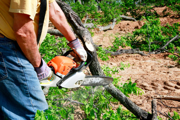 Best Emergency Tree Removal  in Seabrook Farms, NJ